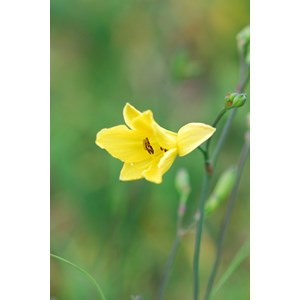 Hémérocalle 'corky' taille du pot - en pot de 2 litres