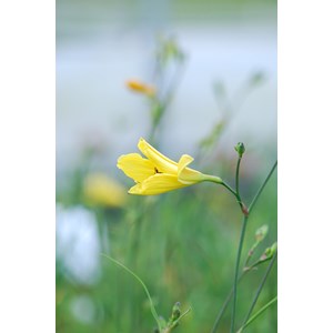 Hémérocalle 'corky' taille du pot - en