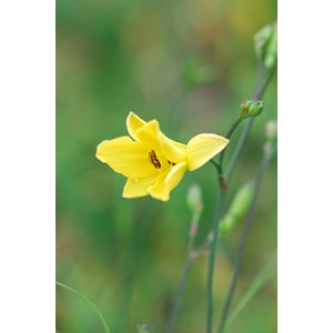 Hémérocalle 'corky' taille du pot - en