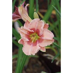 Hémérocalle 'janice brown' taille du p