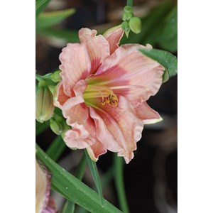 Hémérocalle 'janice brown' taille du p