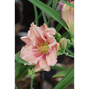 Hémérocalle 'janice brown' taille du p