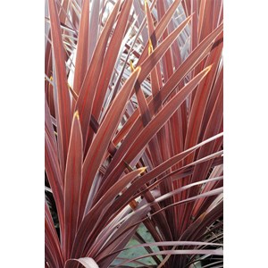 Cordyline 'red star' taille du pot - en pot de 5 litres