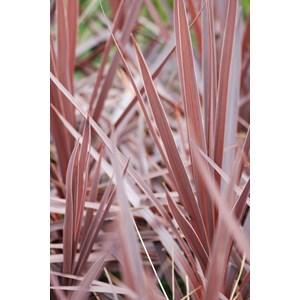 Cordyline 'red star' taille du pot - en