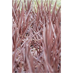 Cordyline 'red star' taille du pot - en