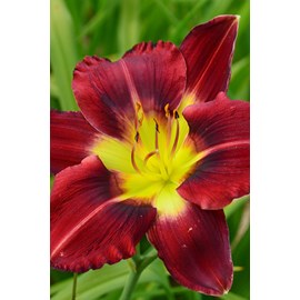 Hémérocalle 'siolam showgirl' taille d