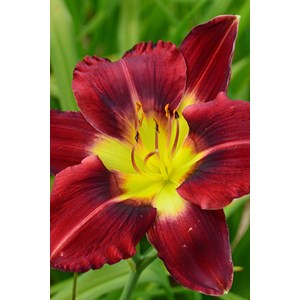 Hémérocalle 'siolam showgirl' taille d