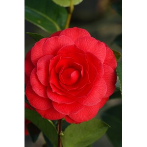 Camélia 'black lace' (grande taille) taille du pot - en conteneur (hauteur à l