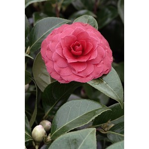 Camélia 'black lace' (grande taille) ta