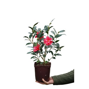 Camélia 'freedom bell' taille du pot -