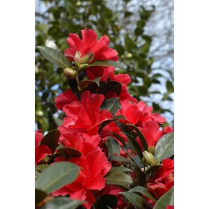 Camélia 'freedom bell' taille du pot -