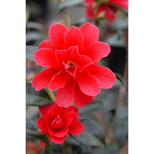 Camélia 'freedom bell' taille du pot -