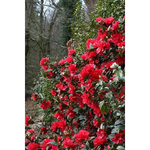 Camélia 'freedom bell' taille du pot -