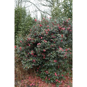 Camélia 'freedom bell' taille du pot -