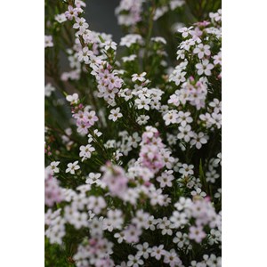 Diosma 'pink fountain' taille du pot - e