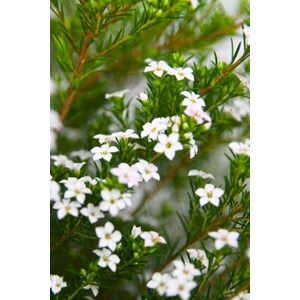 Diosma 'pink fountain' taille du pot - e