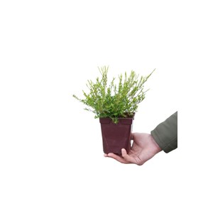 Diosma 'pink fountain' taille du pot - e