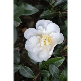 Camélia 'helen' (grandes tailles) taill