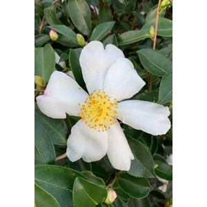 Camélia 'helen' (grandes tailles) taill