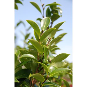 Camélia 'helen' (grandes tailles) taill