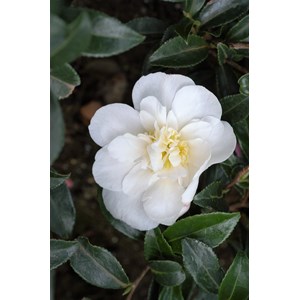 Camélia 'helen' (grandes tailles) taill