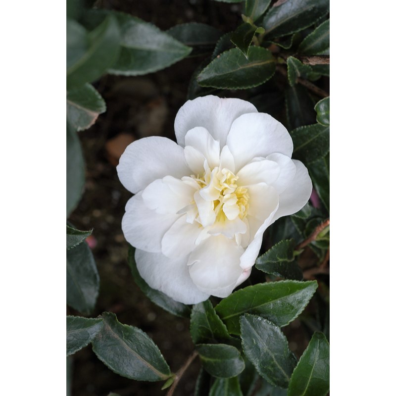 Roué Pépinières - Camélia 'helen' (grandes tailles) taille du pot - en pot de 25 litres