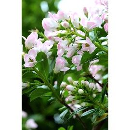 Escallonia 'apple blossom' taille du pot