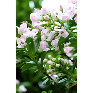 Escallonia 'apple blossom' taille du pot - en pot de 3 litres