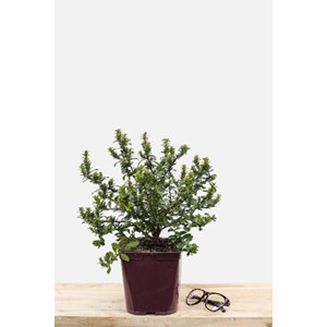 Escallonia 'apple blossom' taille du pot