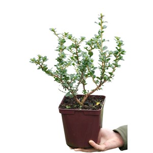 Escallonia 'apple blossom' taille du pot