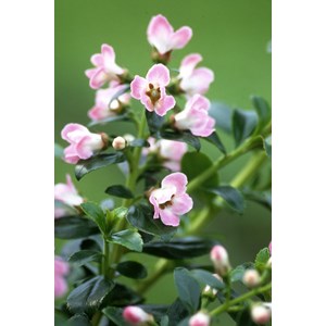 Escallonia 'apple blossom' taille du pot