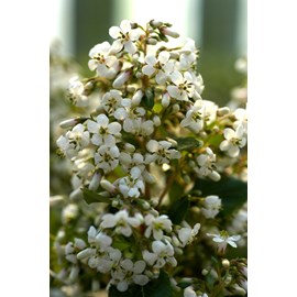 Escallonia 'iveyii' taille du pot - en p