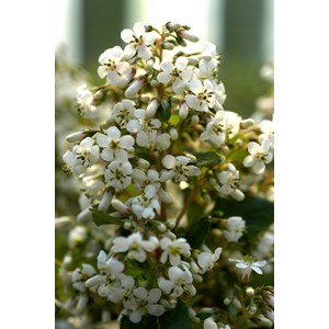 Escallonia 'iveyii' taille du pot - en pot de 3 litres