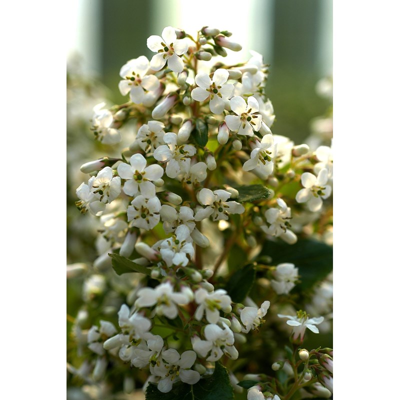 Roué Pépinières - Escallonia 'iveyii' taille du pot - en pot de 3 litres