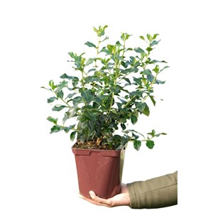 Escallonia 'iveyii' taille du pot - en p