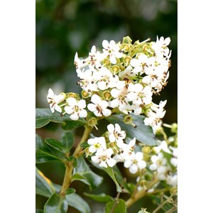 Escallonia 'iveyii' taille du pot - en p