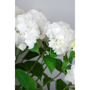 Hortensia 'wudu' ? Taille du pot - en po