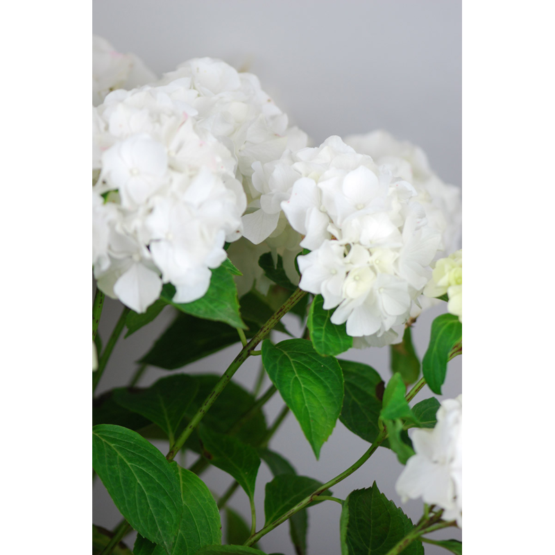 Hortensia 'wudu' ? Taille du pot - en pot de 2 litres
