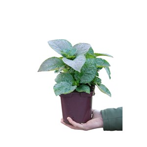 Hortensia 'wudu' ? Taille du pot - en po