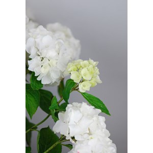 Hortensia 'wudu' ? Taille du pot - en po