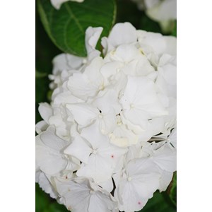 Hortensia 'wudu' ? Taille du pot - en po