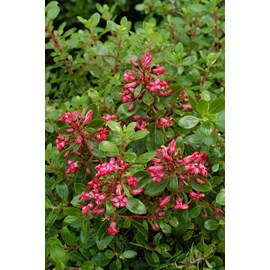 Escallonia 'red dream' taille du pot - e