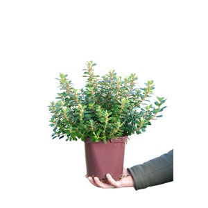 Escallonia 'red dream' taille du pot - e