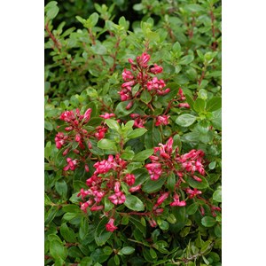 Escallonia 'red dream' taille du pot - e