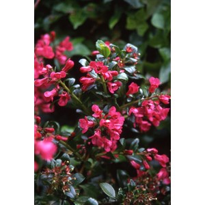 Escallonia 'red dream' taille du pot - e