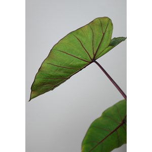 Taro hawaian punch taille du pot - en pot de 3 litres