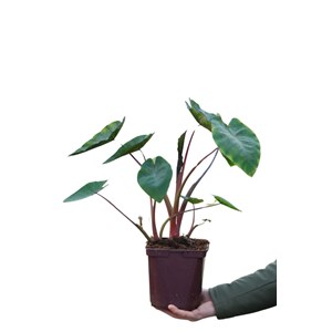 Taro hawaian punch taille du pot - en po