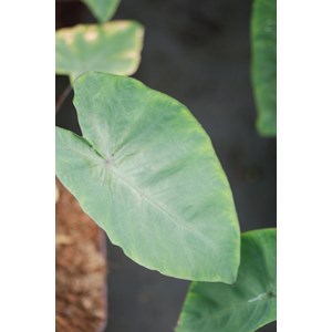 Taro hawaian punch taille du pot - en po