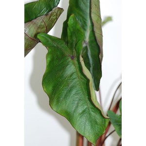 Taro hawaian punch taille du pot - en po