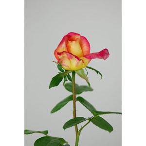 Rosier 'oriental peace ?' taille du pot